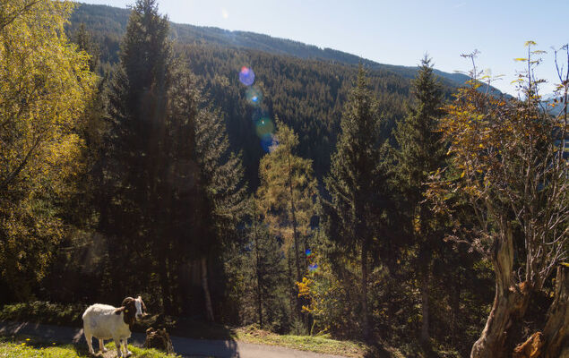 Rossbrand - Photo 35